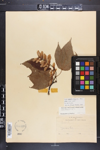 Acer pensylvanicum image