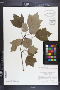 Acer rubrum var. trilobum image