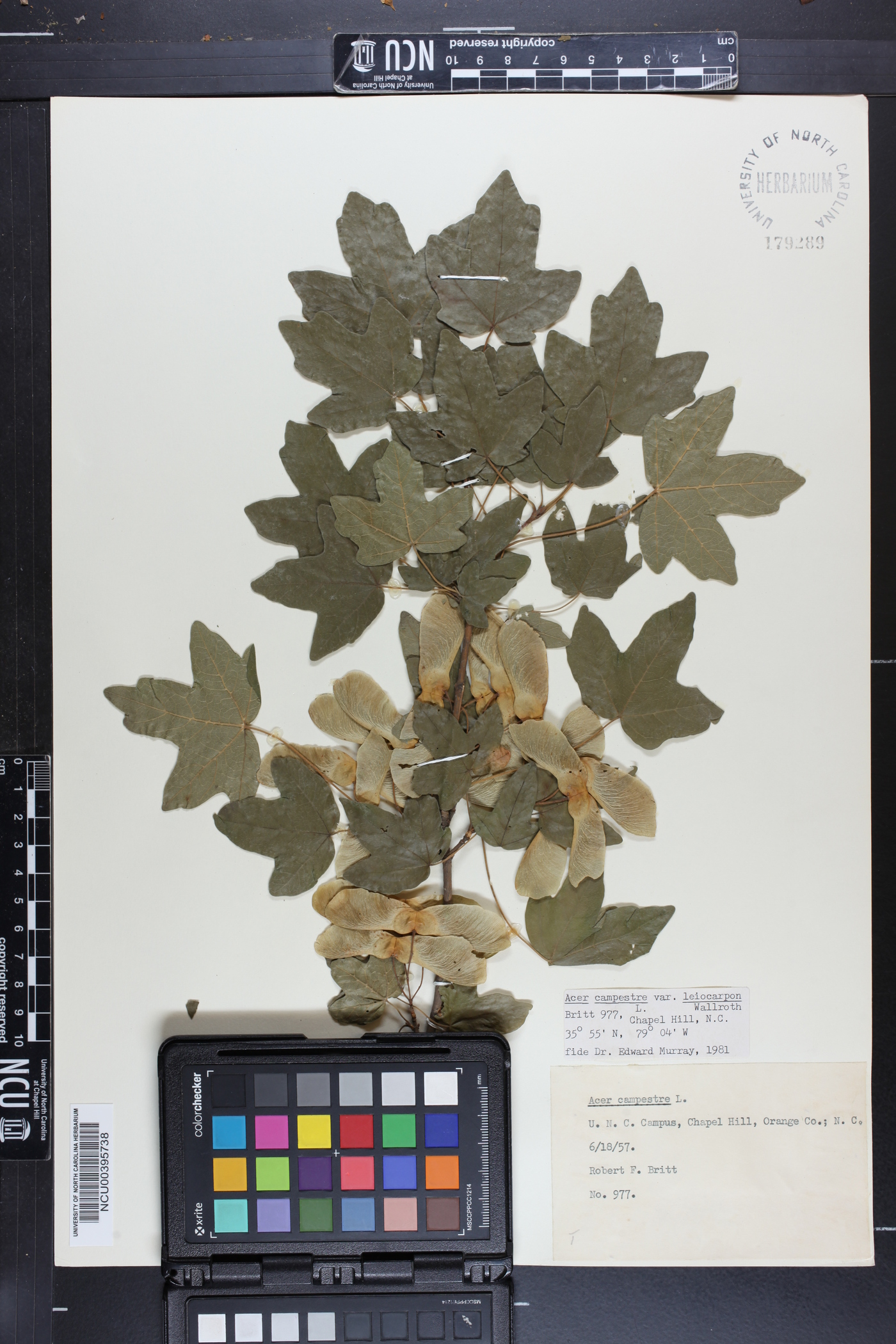 Acer campestre subsp. leiocarpum image