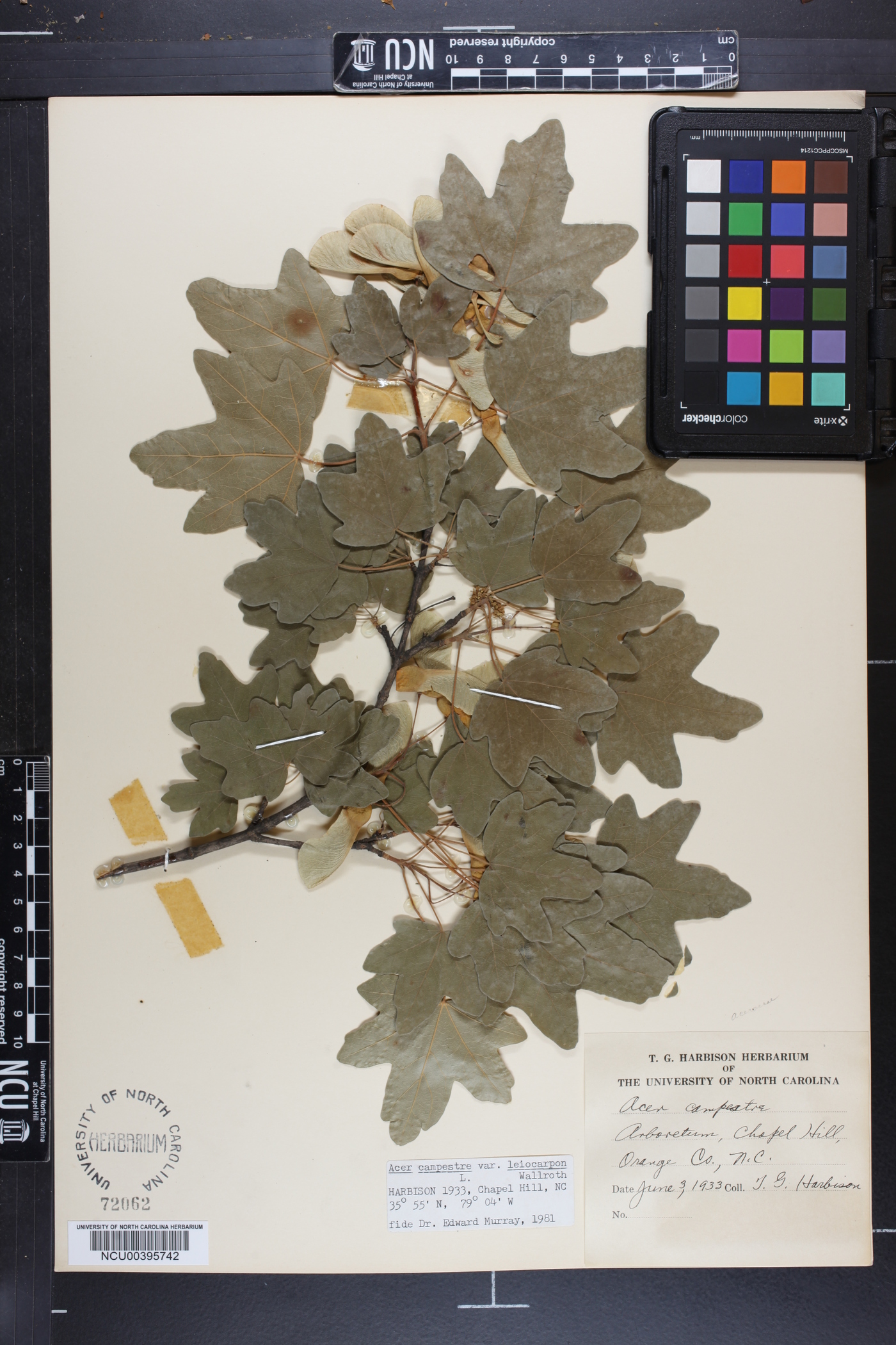Acer campestre subsp. leiocarpum image