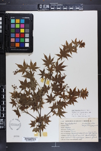 Acer palmatum image