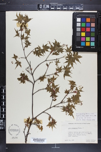 Acer palmatum image