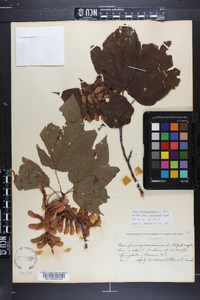 Acer pensylvanicum image