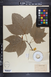 Acer pensylvanicum image