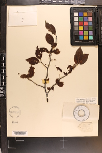 Ilex ambigua image