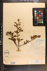 Ilex buswellii image