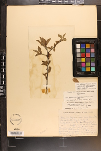 Ilex buswellii image