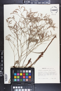 Limonium carolinianum image