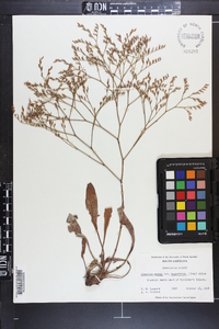 Limonium carolinianum image