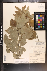 Ilex ambigua image