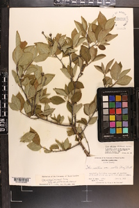 Ilex ambigua image