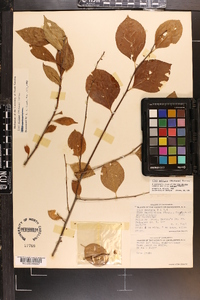 Ilex ambigua image