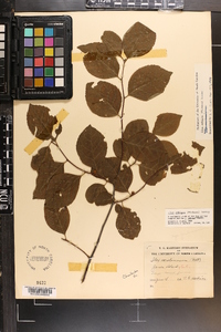 Ilex ambigua image