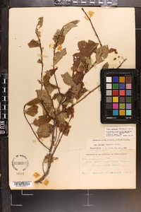 Ilex ambigua image