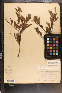 Ilex ambigua image