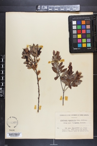 Cliftonia monophylla image