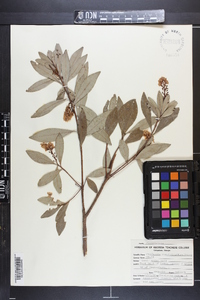 Cliftonia monophylla image