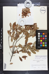 Cliftonia monophylla image