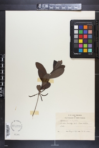 Cyrilla racemiflora image