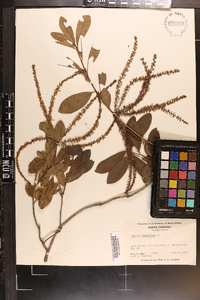 Cyrilla racemiflora var. racemiflora image