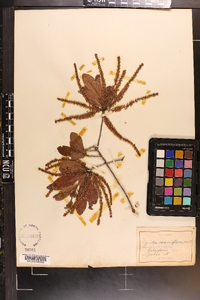 Cyrilla racemiflora image