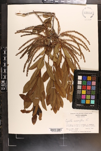 Cyrilla racemiflora var. racemiflora image