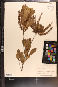 Cyrilla racemiflora var. racemiflora image