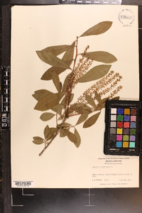 Cyrilla racemiflora var. racemiflora image