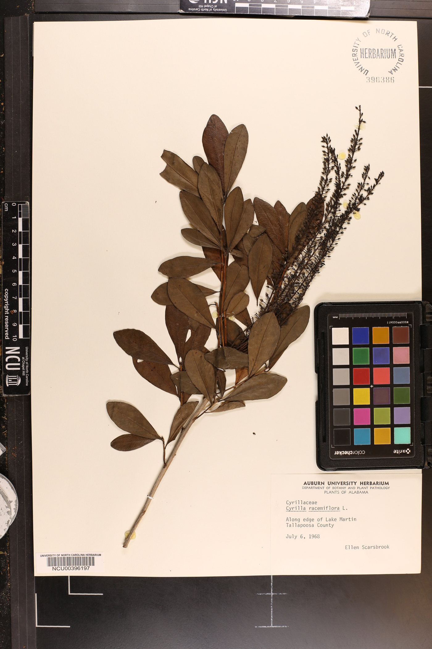Cyrilla racemiflora var. racemiflora image