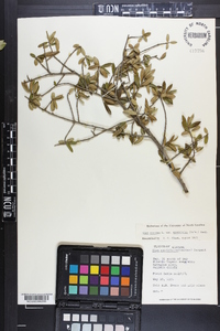 Ilex myrtifolia image