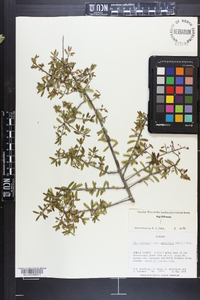 Ilex myrtifolia image