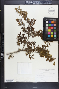 Ilex myrtifolia image