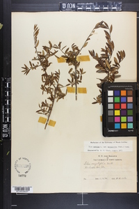 Ilex myrtifolia image