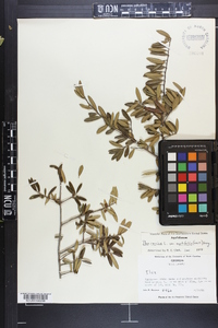 Ilex myrtifolia image