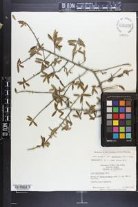 Ilex myrtifolia image