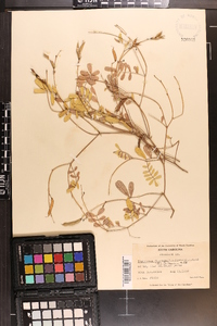 Tephrosia florida image