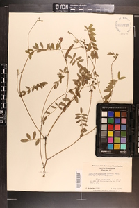 Tephrosia hispidula image