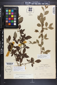 Ilex longipes image