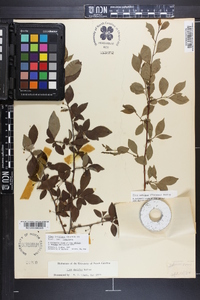 Ilex longipes image