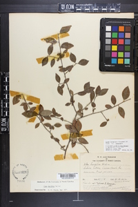 Ilex longipes image