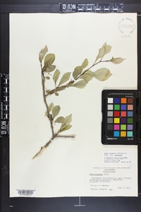 Ilex longipes image