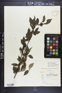 Ilex longipes image