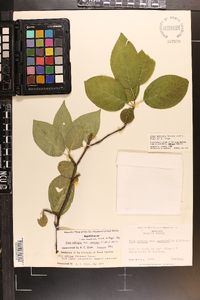 Ilex montana image