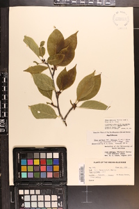 Ilex montana image