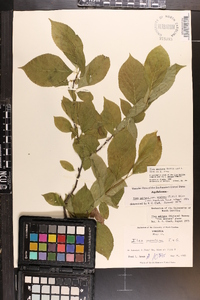 Ilex montana image