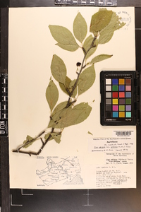 Ilex montana image