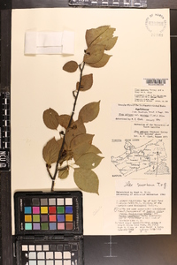 Ilex montana image