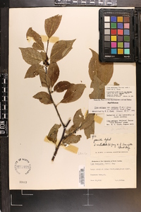 Ilex montana image