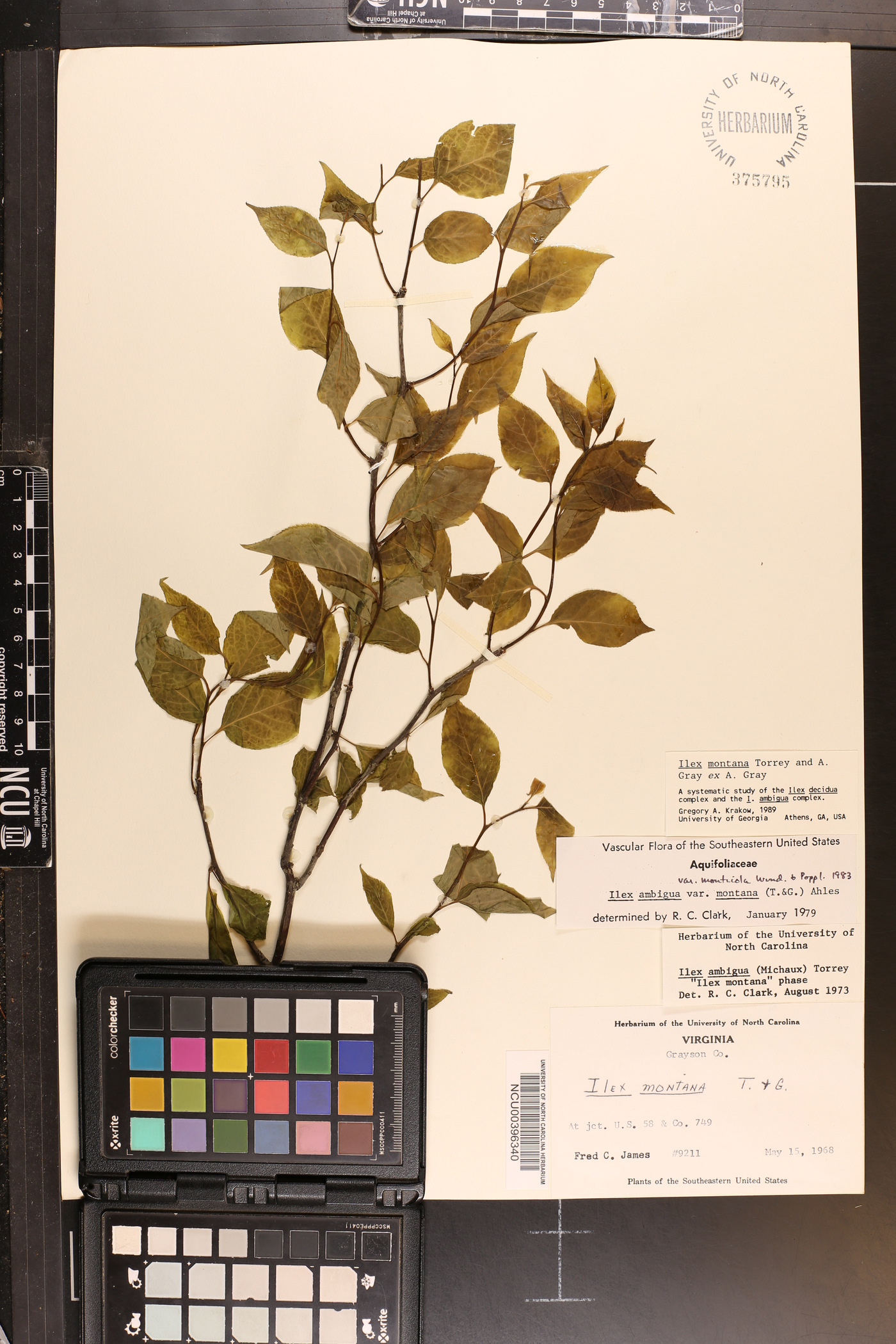 Ilex montana image