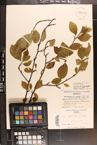 Ilex montana image